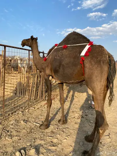 خلفه مجهم ناقة فروع فروع ومجموع بالحليب الحد12500 index