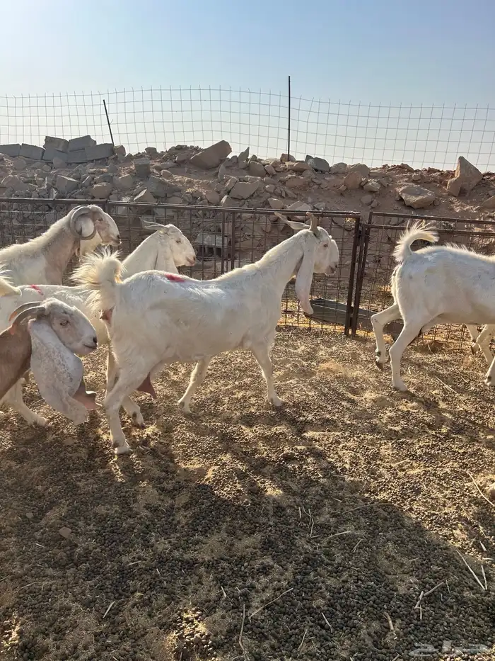 معزاء هولندية 4