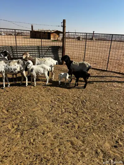 شياه برابر متابيع index