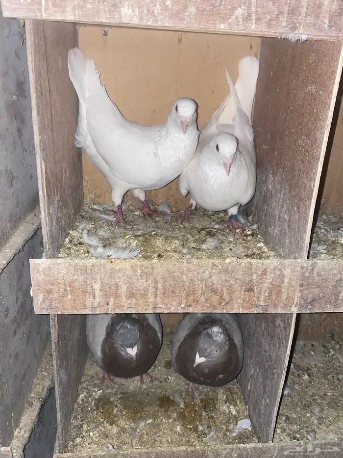 حمام فرنسي وحمام زاجل 5