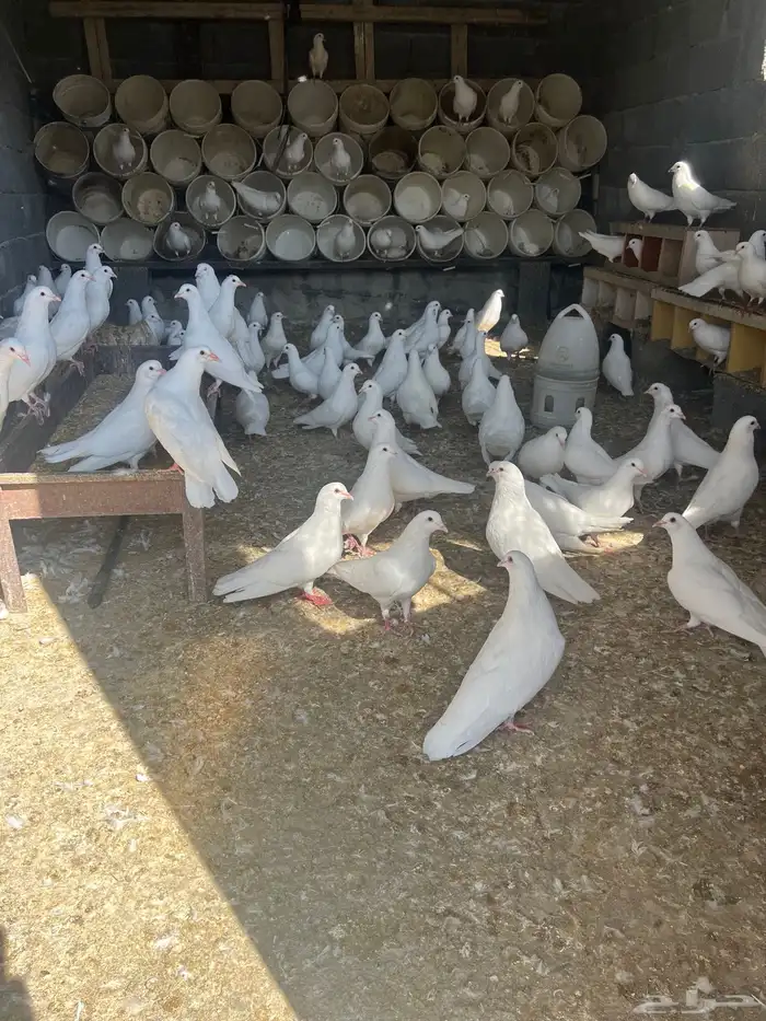 حمام فرنسي للبيع 1