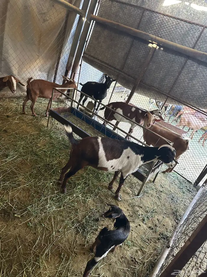 معزاء مشكلة بيشيات وجبلية 12