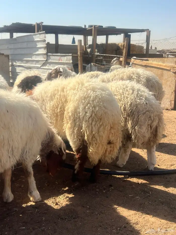 هرافى خرفان فل شحم 9