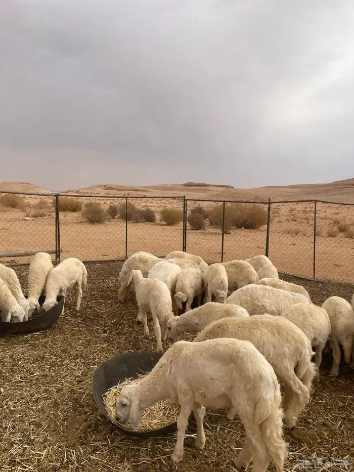 خرفان حريات 6