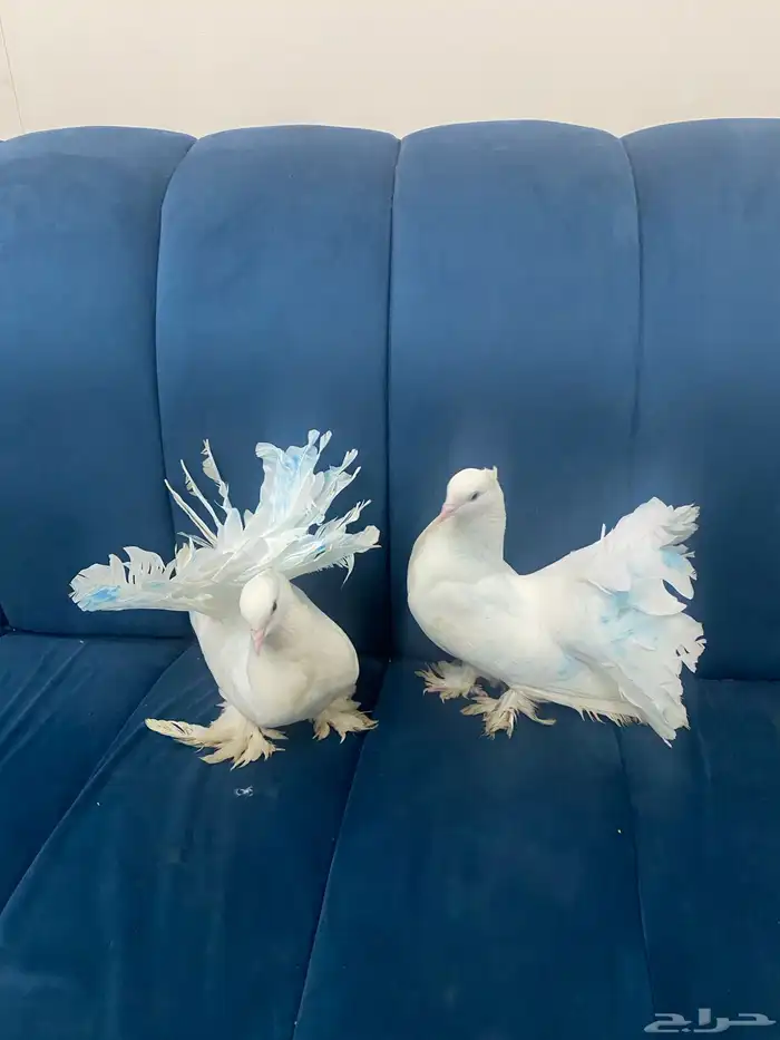 حمام قلابي للبيع 2