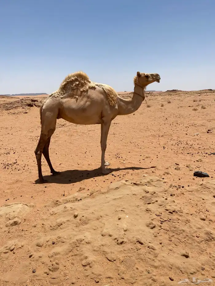 ناقه ذلول منتج 2