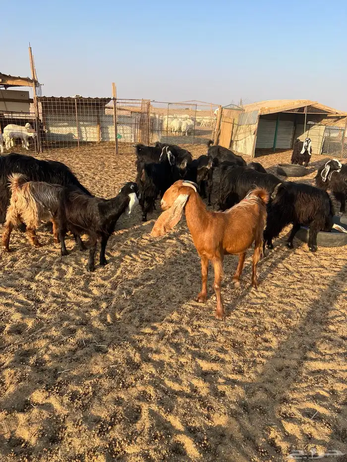 معزاء العدد 17 مع التيس مراح واحد بعضهن بنات بعض فيهن ثنتين 1