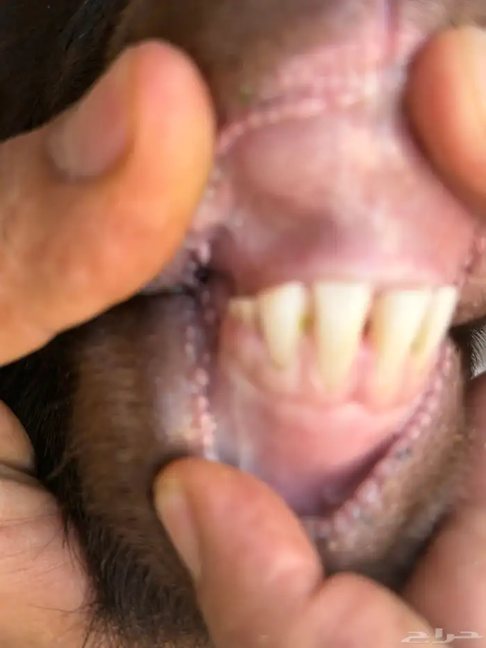 ماعزمرسيانو فاخر من الآخر 5