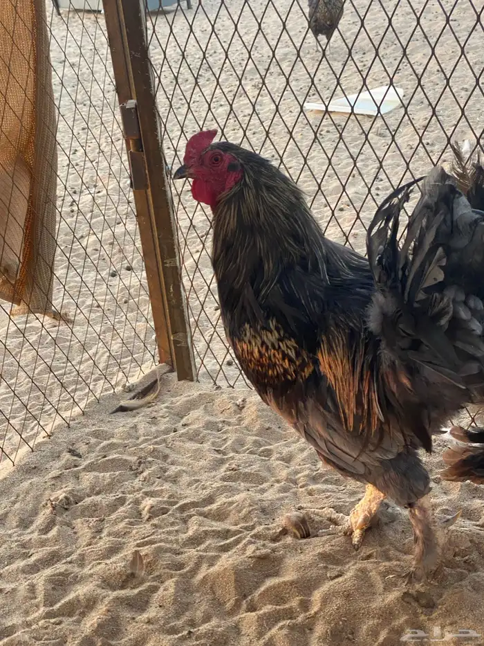 ديك كفو طول زين 0