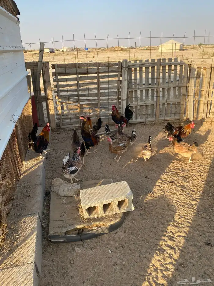 دجاج عربي للبيع 5