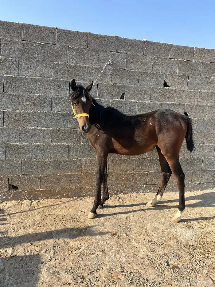 للبيع مهره شعبية 2