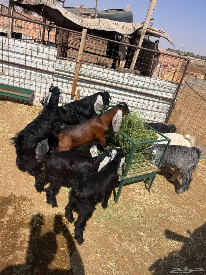 عشر تيوس الحال وسط 1