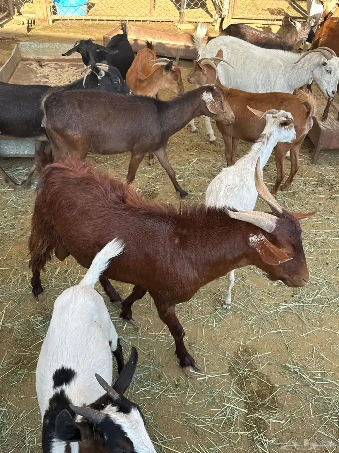 معزاء مشكلة بيشيات وجبلية 10