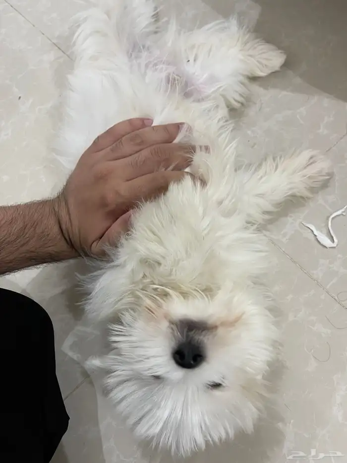 كلب مالتيز انيق 0