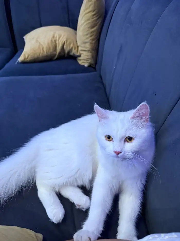 قطوه شيرازي وطير بادجي للتبني 0