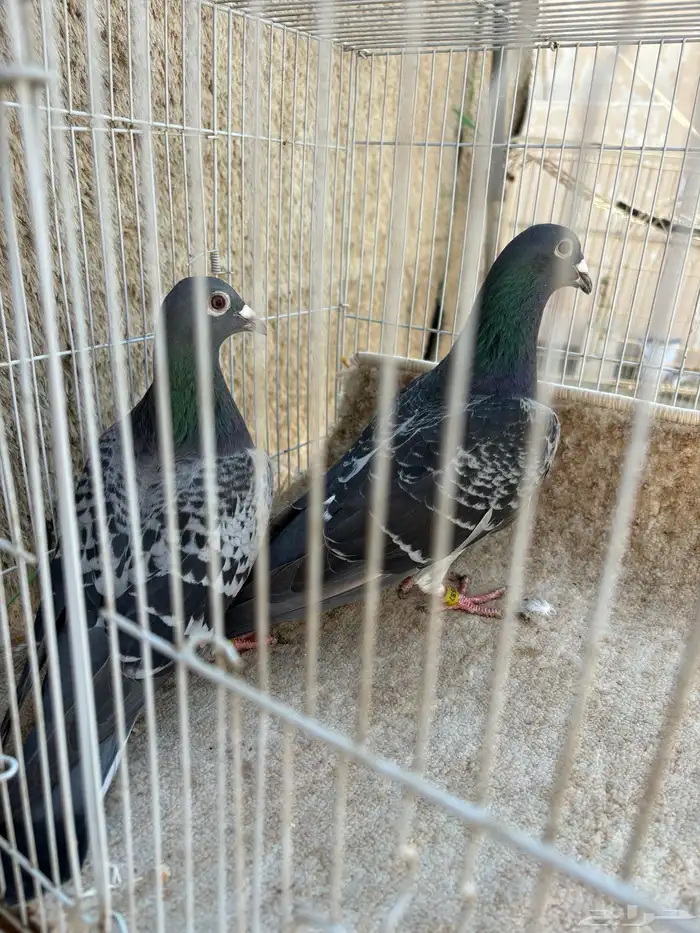 للبيع زوج زاجل 5