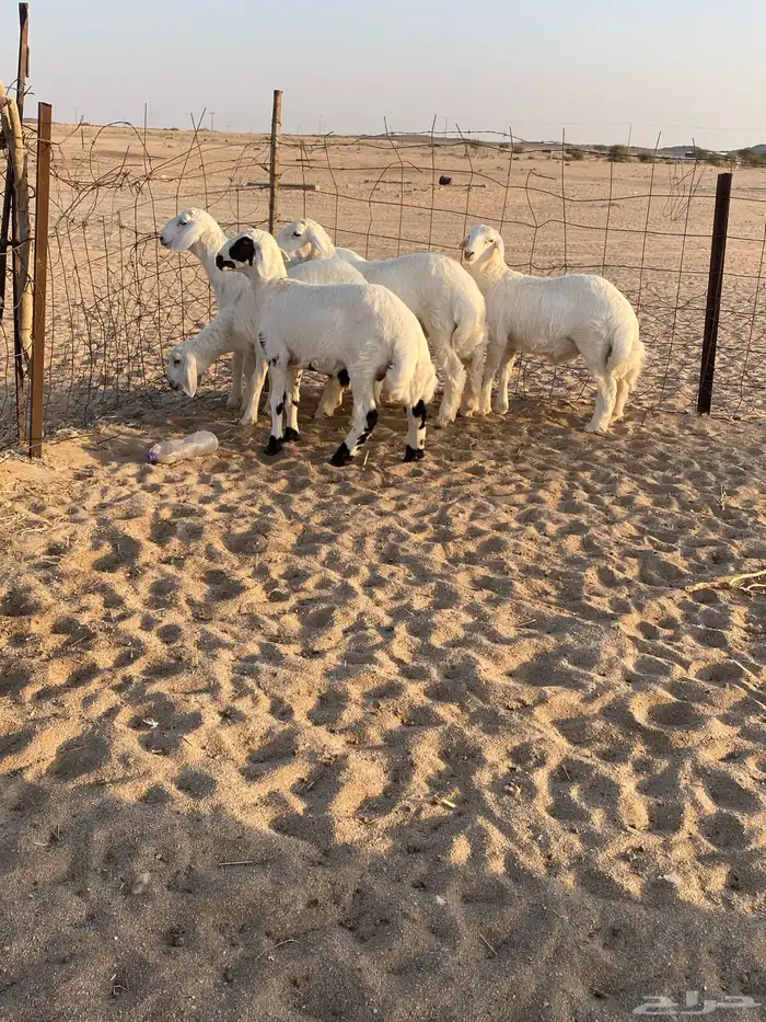 للبيع طليان فاخره فل شحم واطراف وشعره ملكيه 0