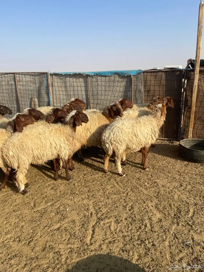 للبيع غنم نعيم مراح واحد جذعات وثناوات دفيع مع فحلها 2