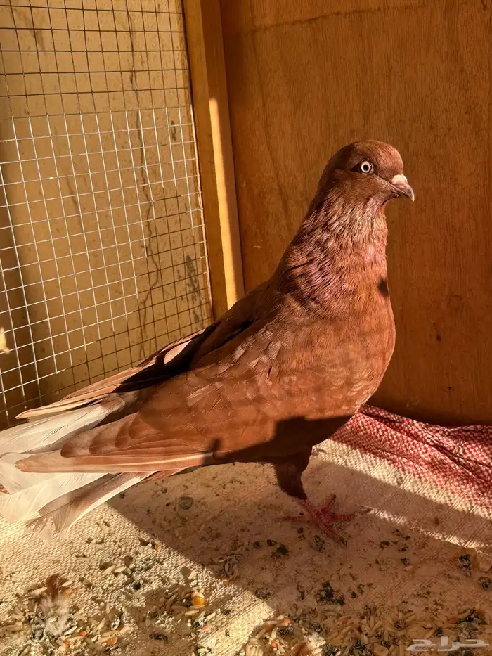 حمام شامي والبيع مستعجل 3