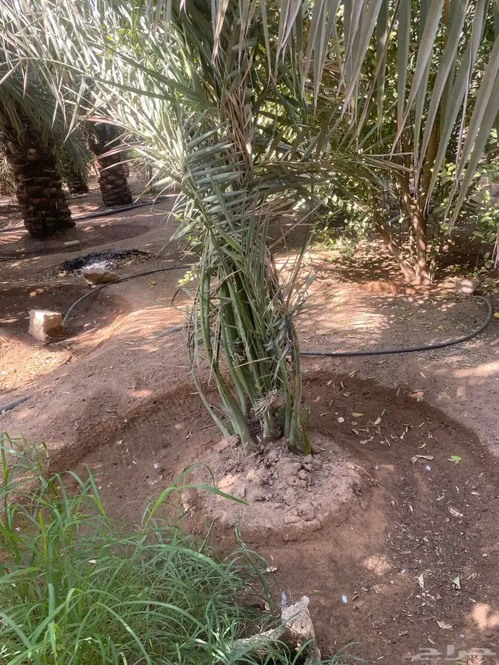 للبيع فحول نخل العدد 8 2