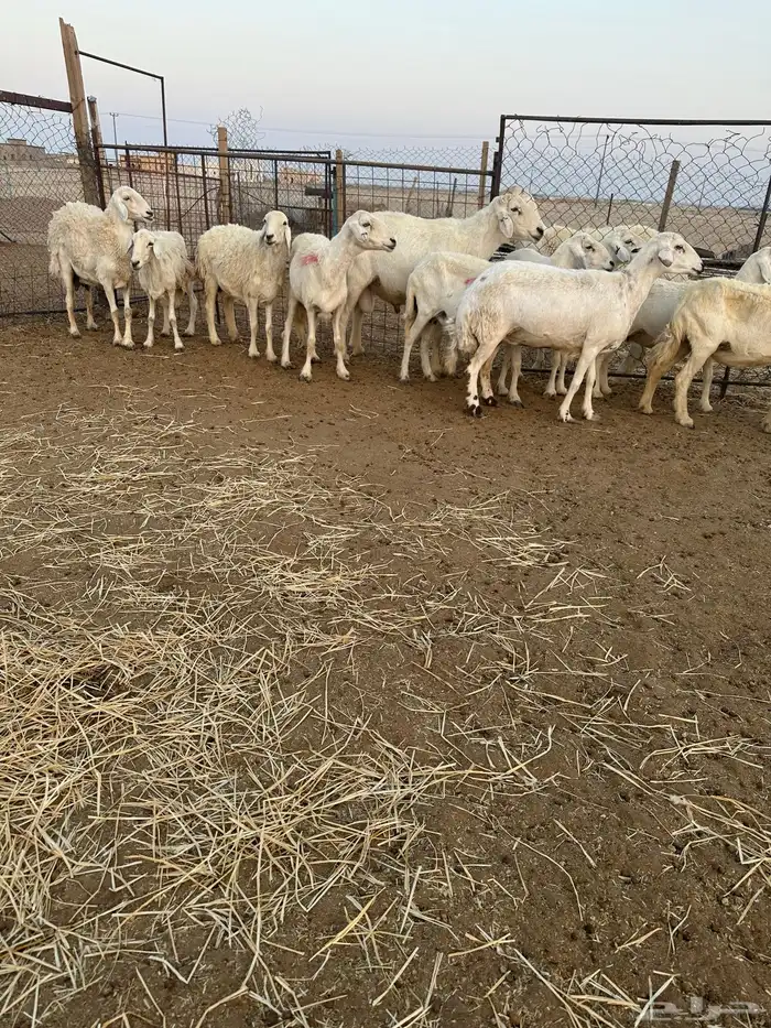 حريات مضاريع 2