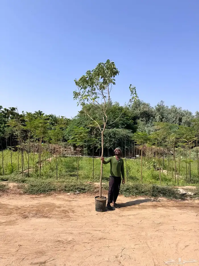 اكاسيا جلوكا 2 بوصة 2