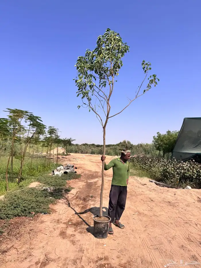 اكاسيا جلوكا 2 بوصة 1