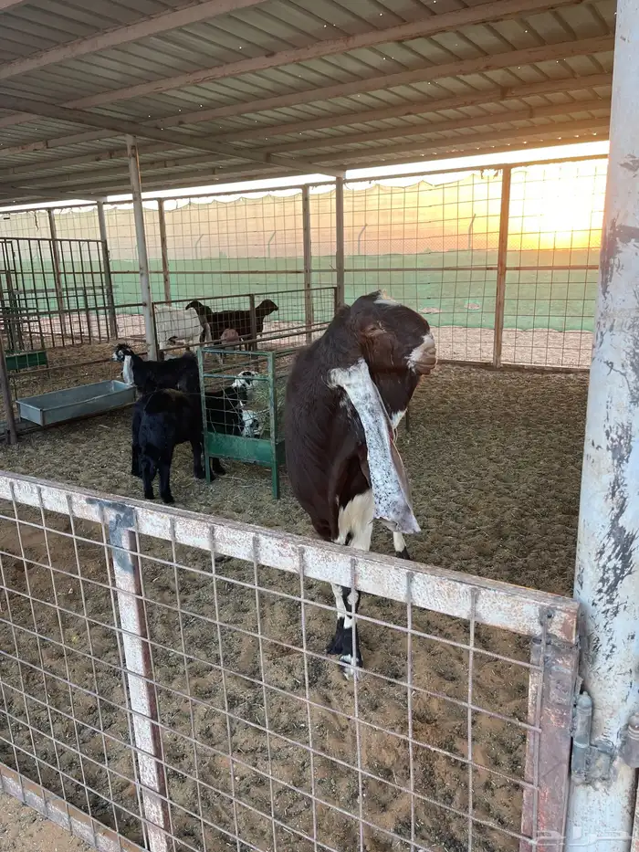 تيس هولندي معرف للبيع وانتاجه بالصور التيس طيب وانتاجه طيب 1