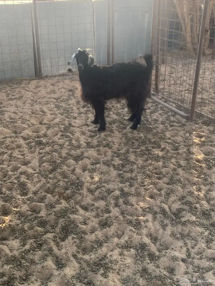 جفره مضرع لها شهر ونص 0