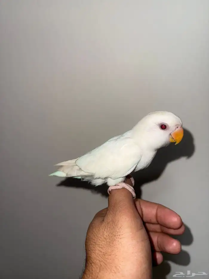 روز البينو اليف 0