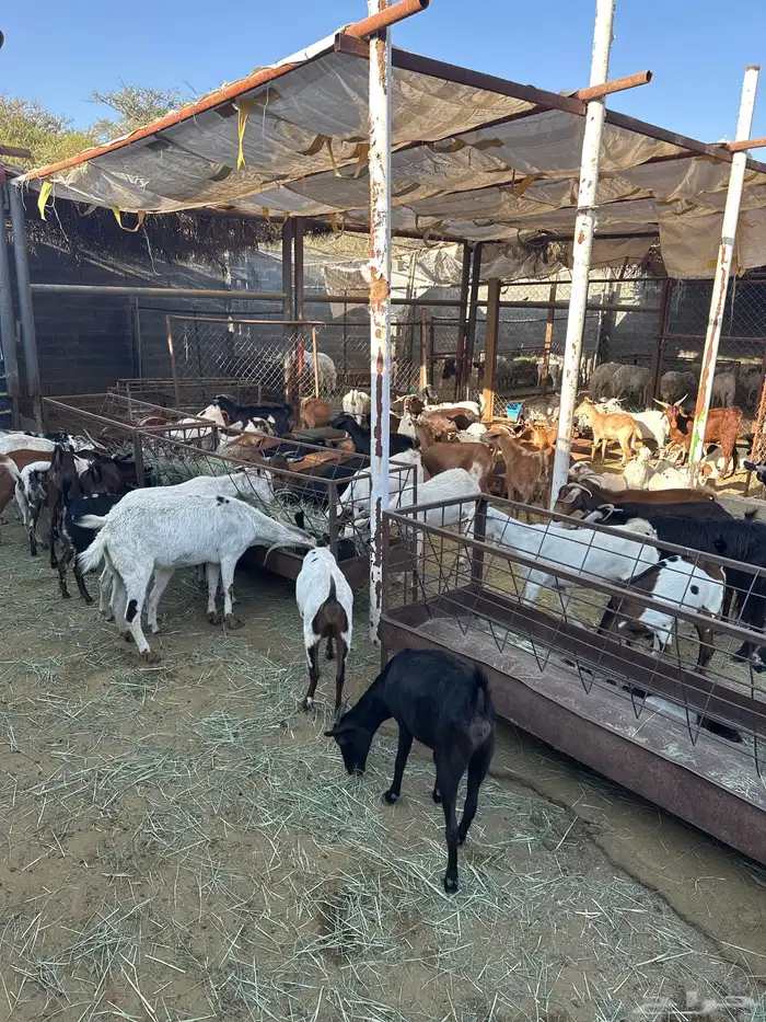 معزاء مشكلة بيشيات وجبلية 4