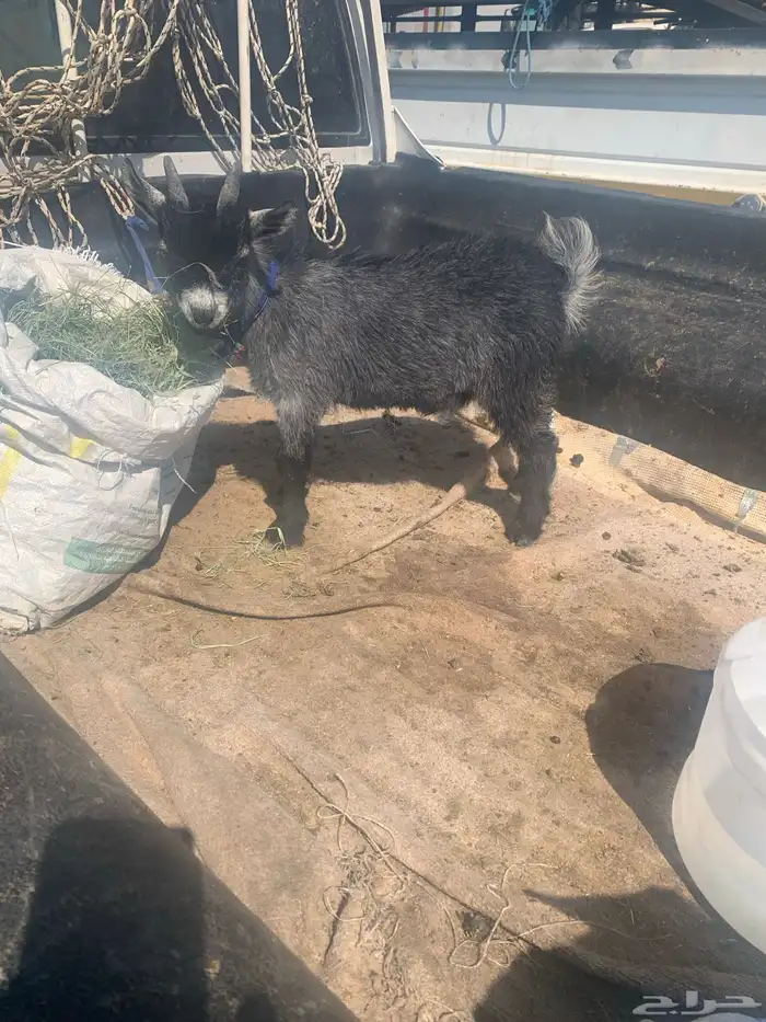 تيس قزم للبيع نوع فاخر 0