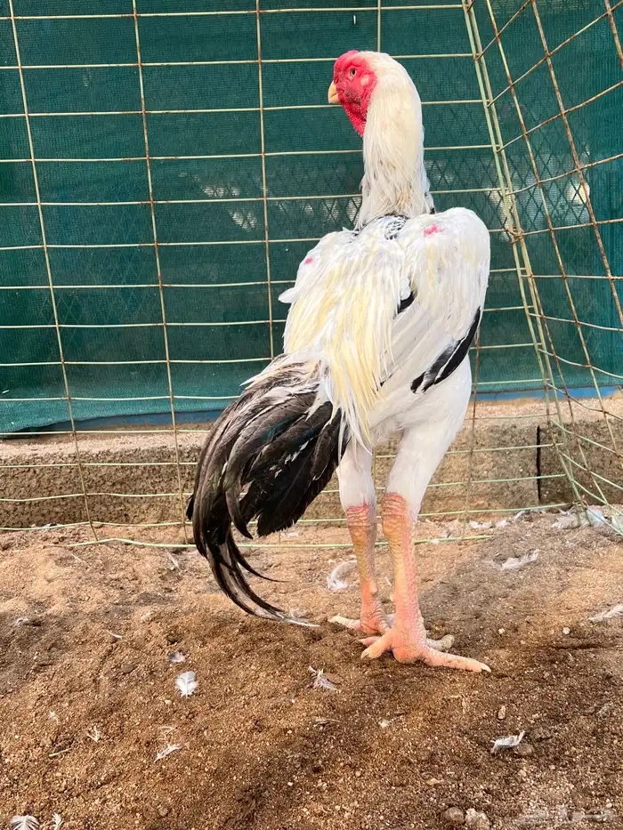 ذيك حجازي عمره ثمانية شهور فاخر من الاخر 0