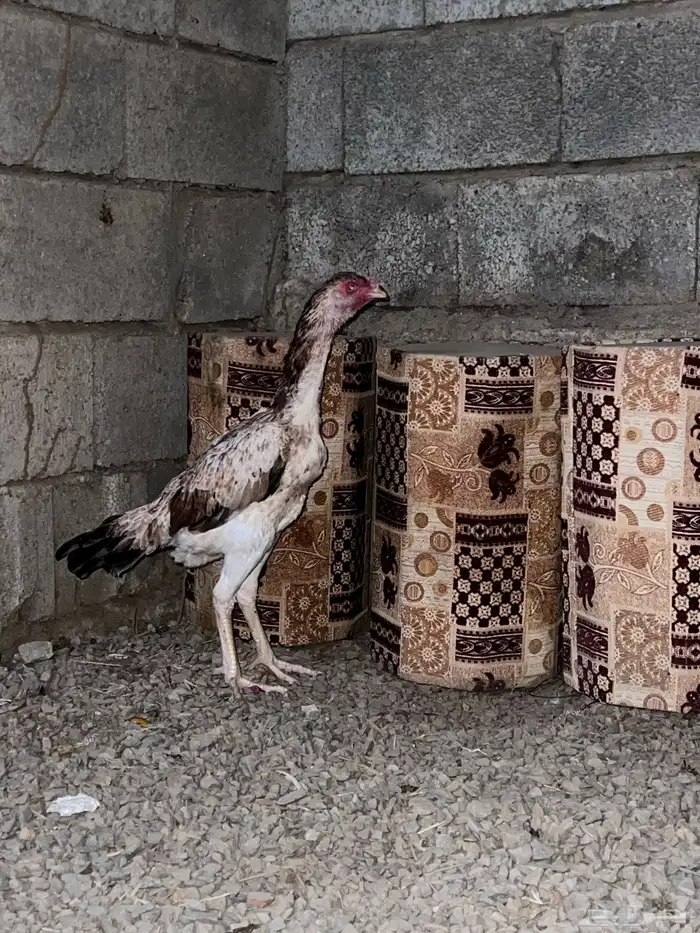 دجاجة شامو ياباني 1