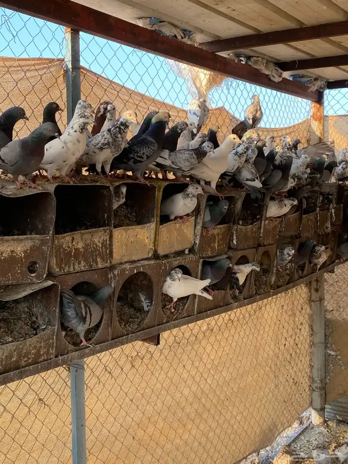 حمام للبيع فرنسي وباكستاني 7