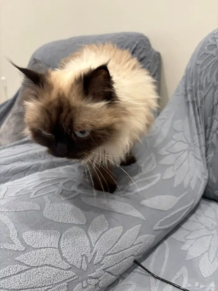 قطة للتبني 0