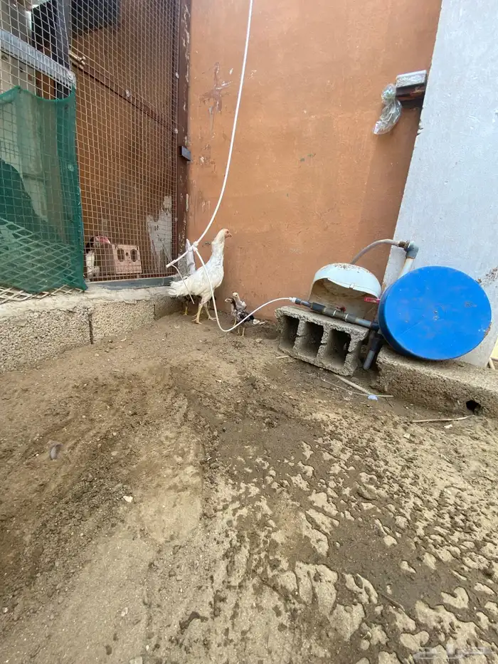 طقم سندي فاخر 4