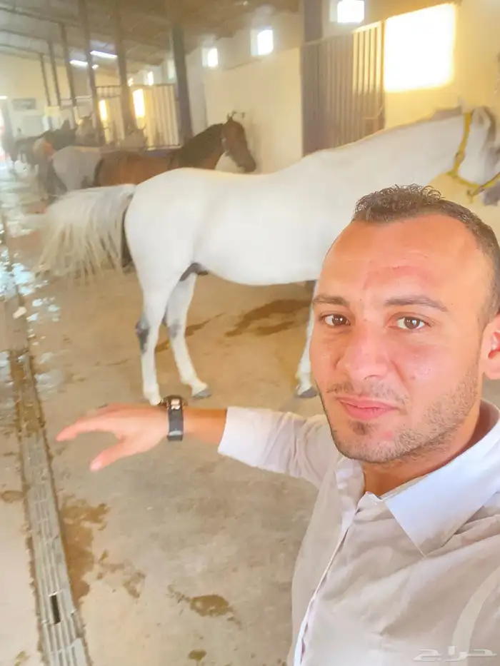 ايواء خيل 900  عرض اول مربط دوام 24ساعه عمال ومدربين 1