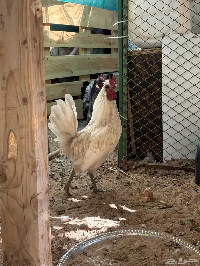 دجاج حباحب 3