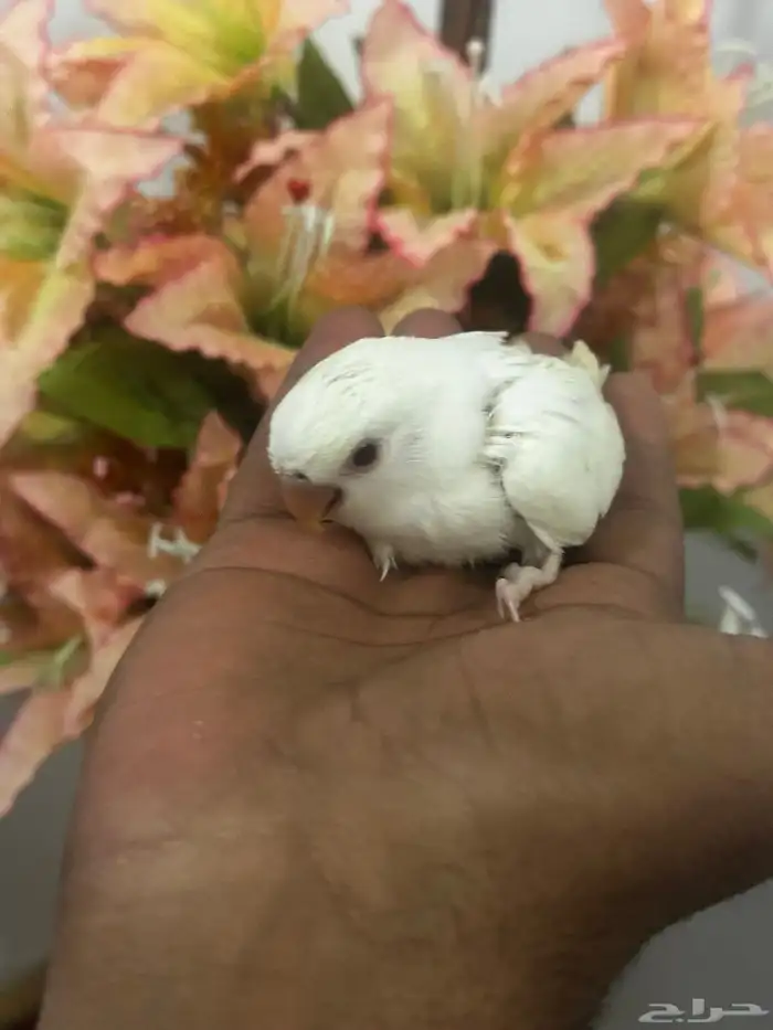 فروخ روز البينو ( تم البيع ) 2