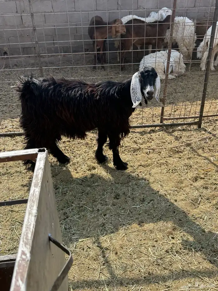 للبيع جفار ذبايح 5