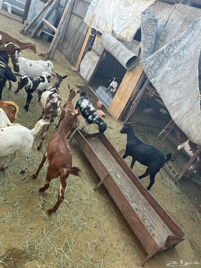 معزاء مشكلة بيشيات وجبلية 3