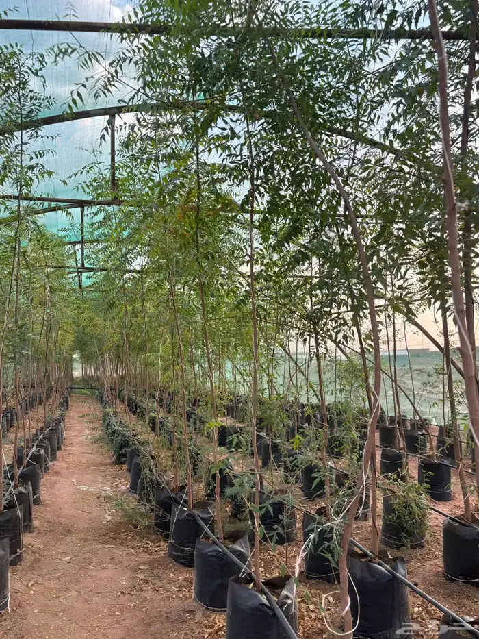 اشجار نيم وخبيز واكاسيا وسدر بلدي 14