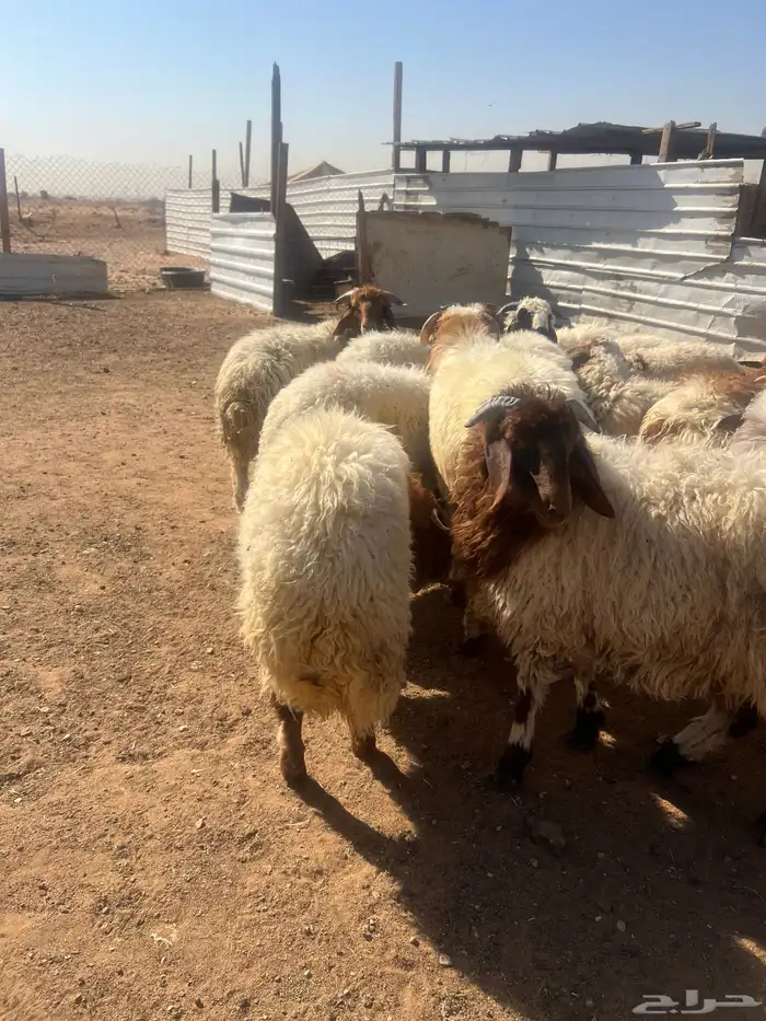 هرافى خرفان فل شحم 5