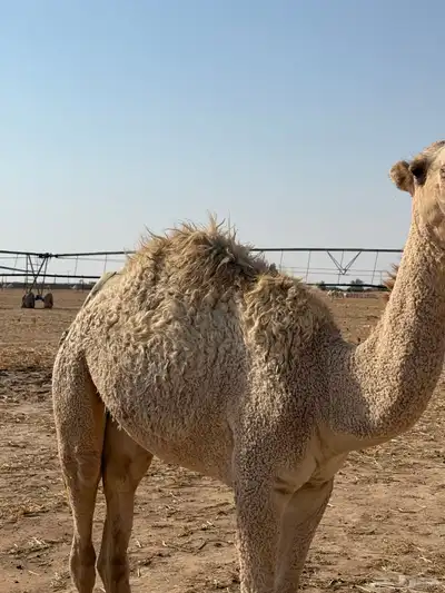 للبيع بكره 0