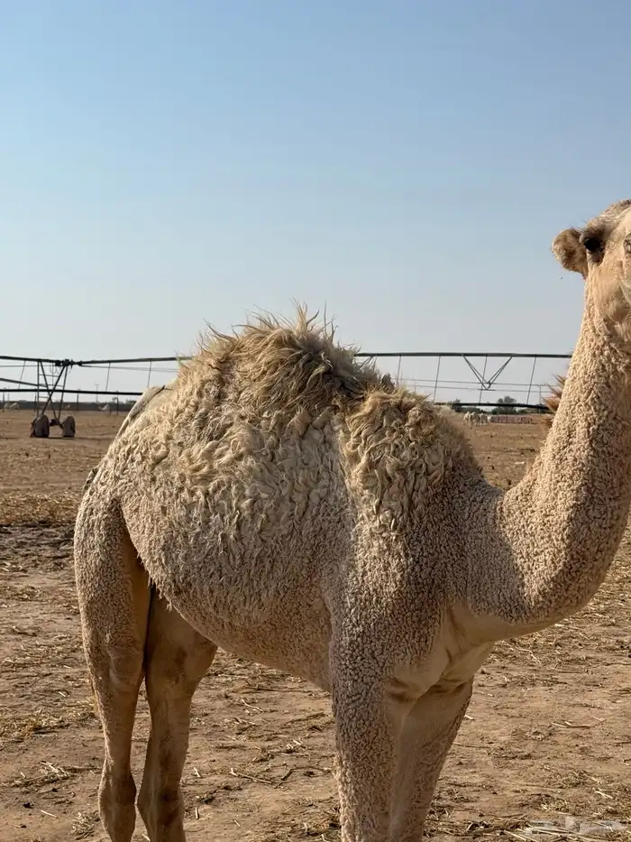 للبيع بكره 0