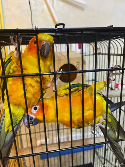 زوج صن كنيور ببغاء للبيع index