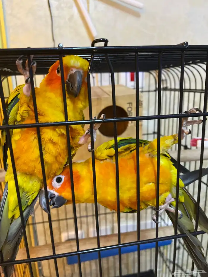 زوج صن كنيور ببغاء للبيع وسعر قابل للتفاوض الصامل 0