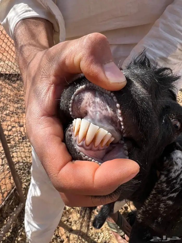 معزا دفيع شرط سونار 16