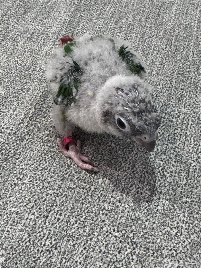 فروخ كنيور (((تم البيع خارج الموقع))) 5